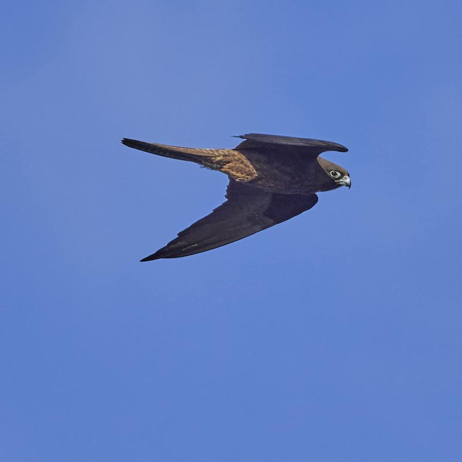 Eleonora's Falcon 