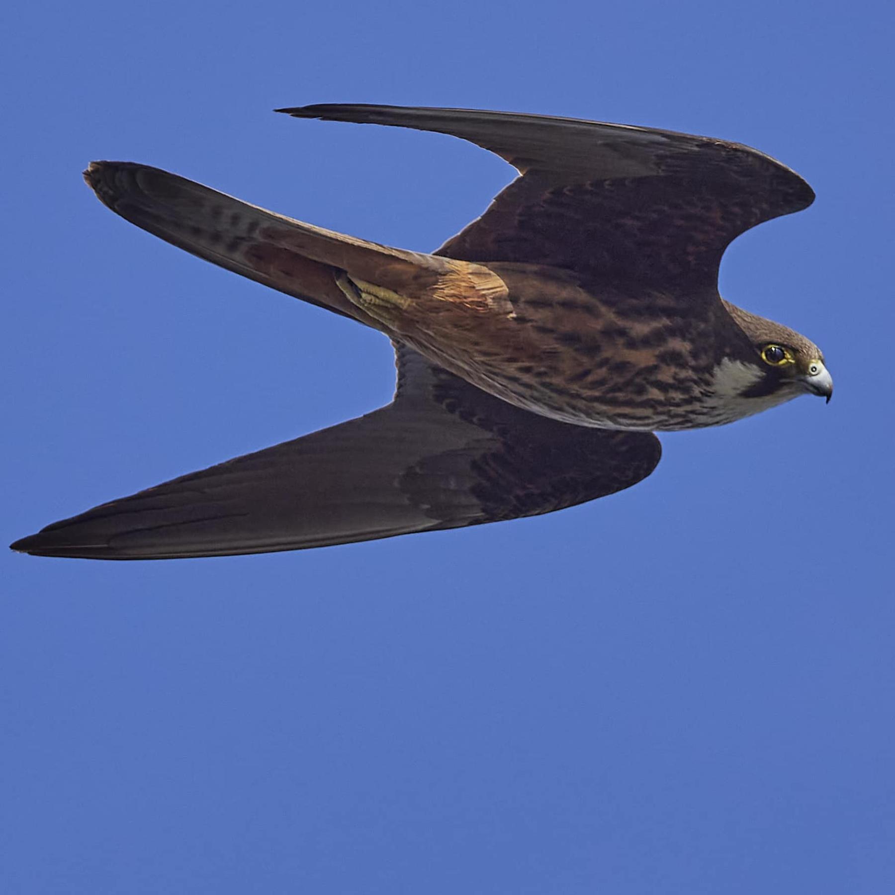 Eleonora's Falcon 