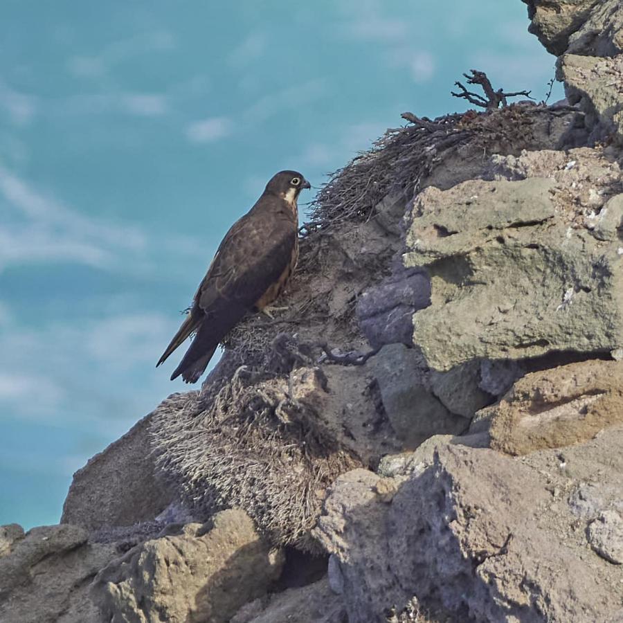 Eleonora's Falcon 