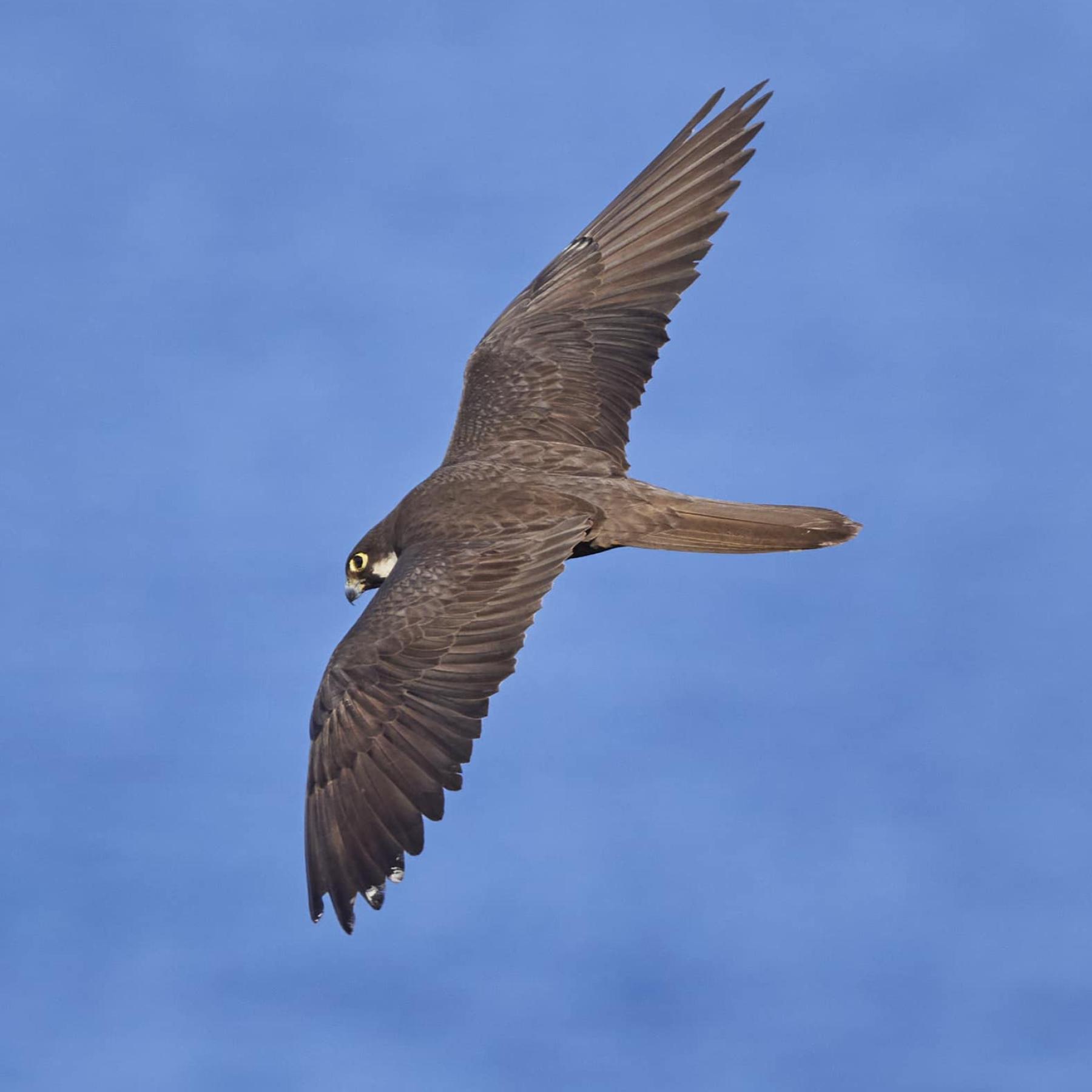 Eleonora's Falcon 
