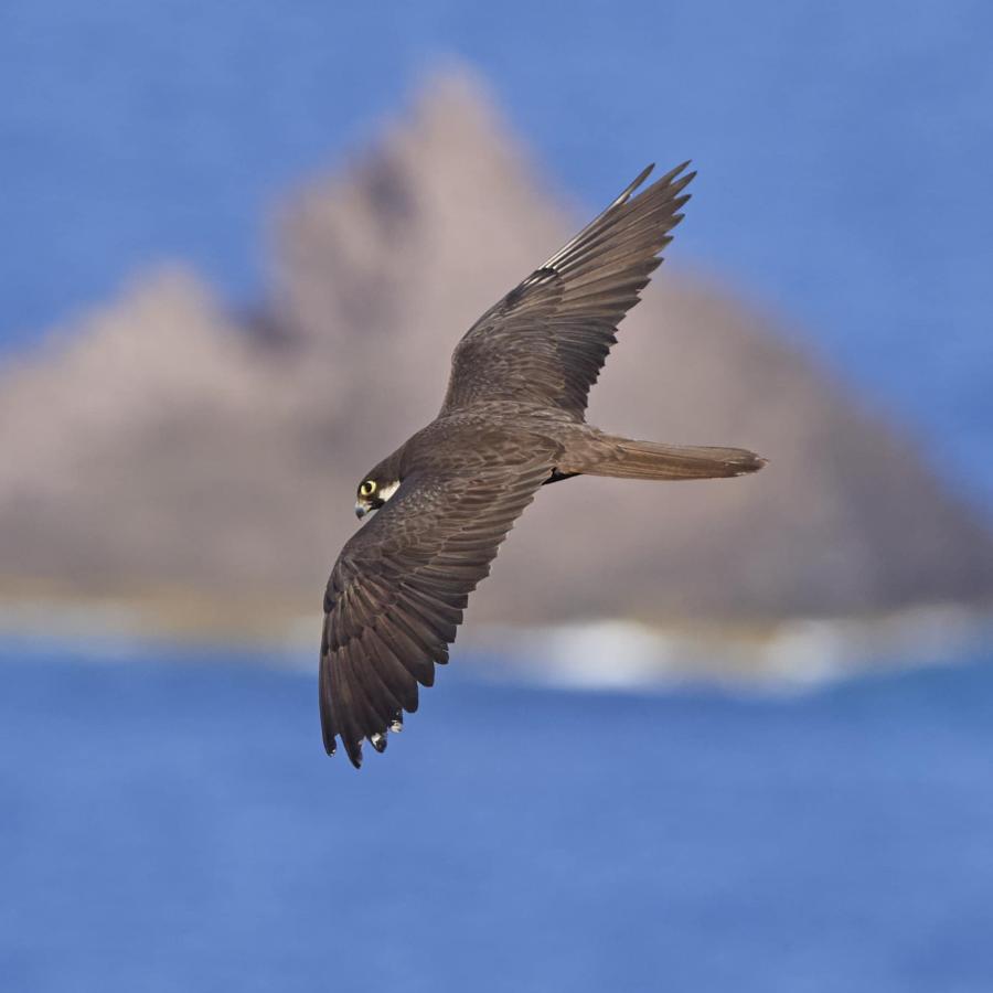 Eleonora's Falcon 