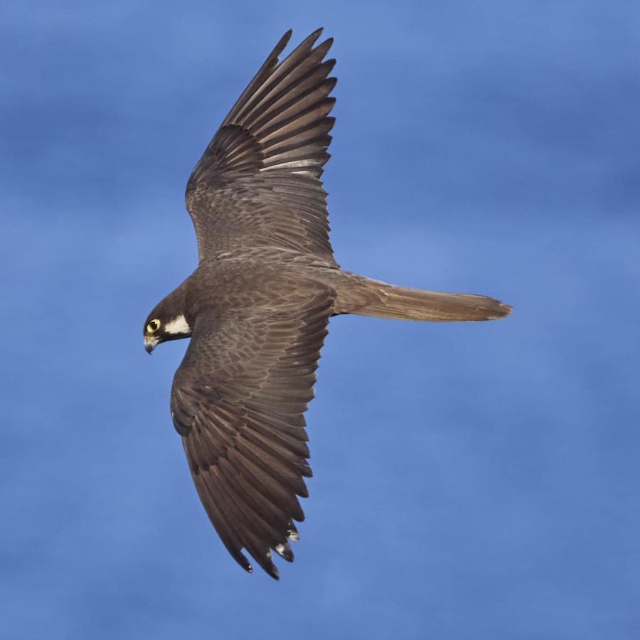 Eleonora's Falcon 