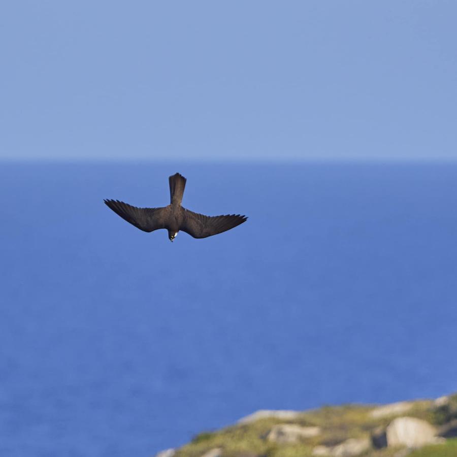 Eleonora's Falcon 