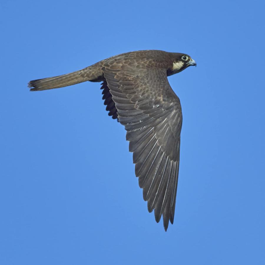 Eleonora's Falcon 