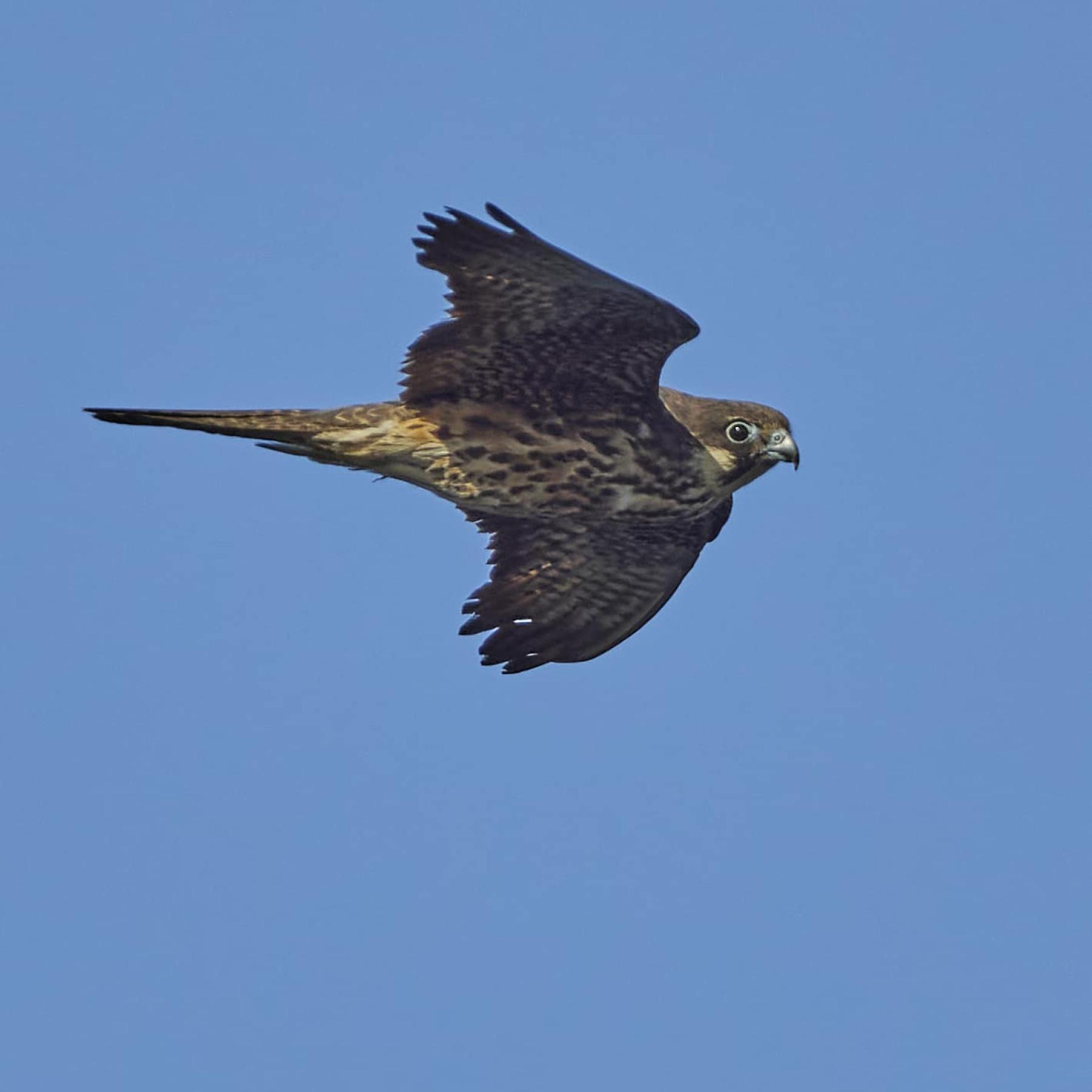 Eleonora's Falcon 