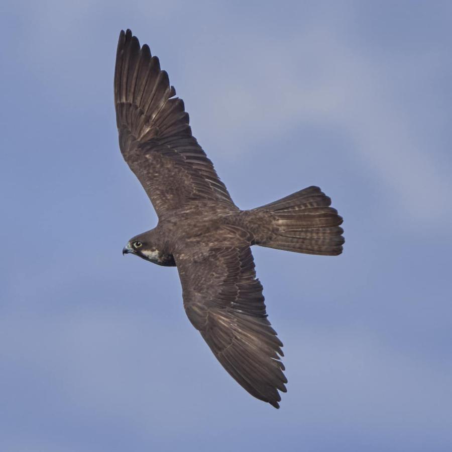 Eleonora's Falcon 