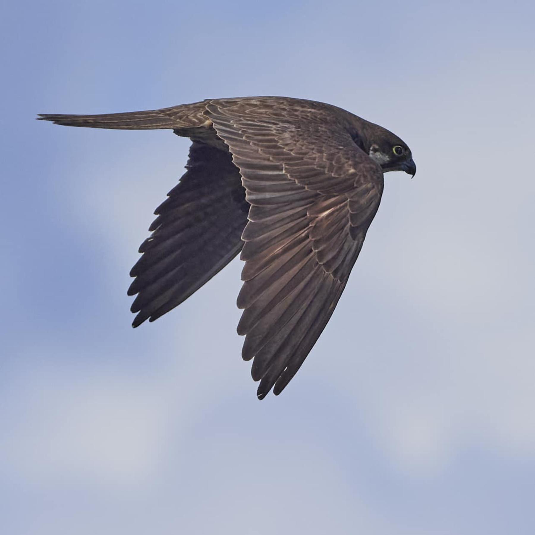 Eleonora's Falcon 