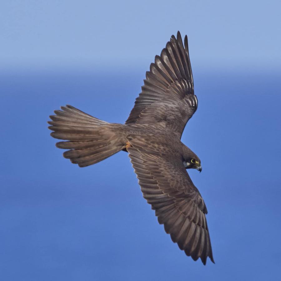 Eleonora's Falcon 