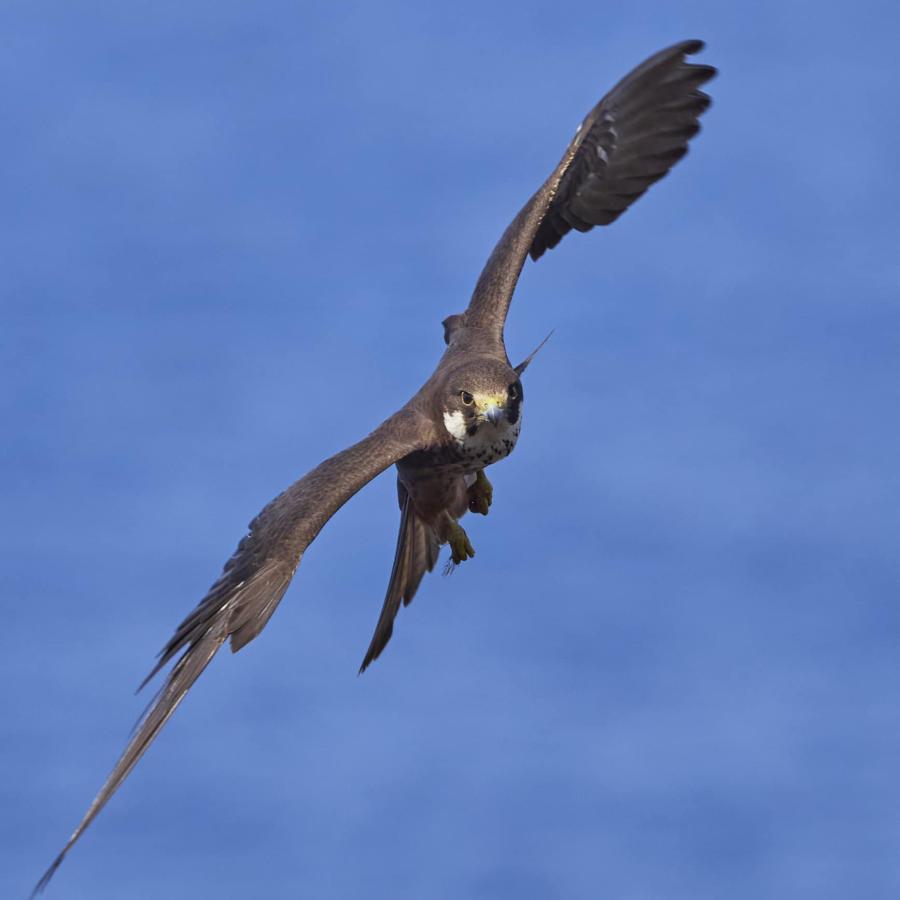 Eleonora's Falcon 