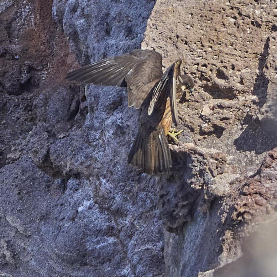 Eleonora's Falcon 