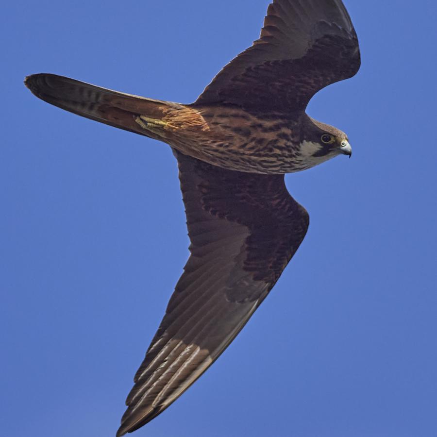 Eleonora's Falcon 