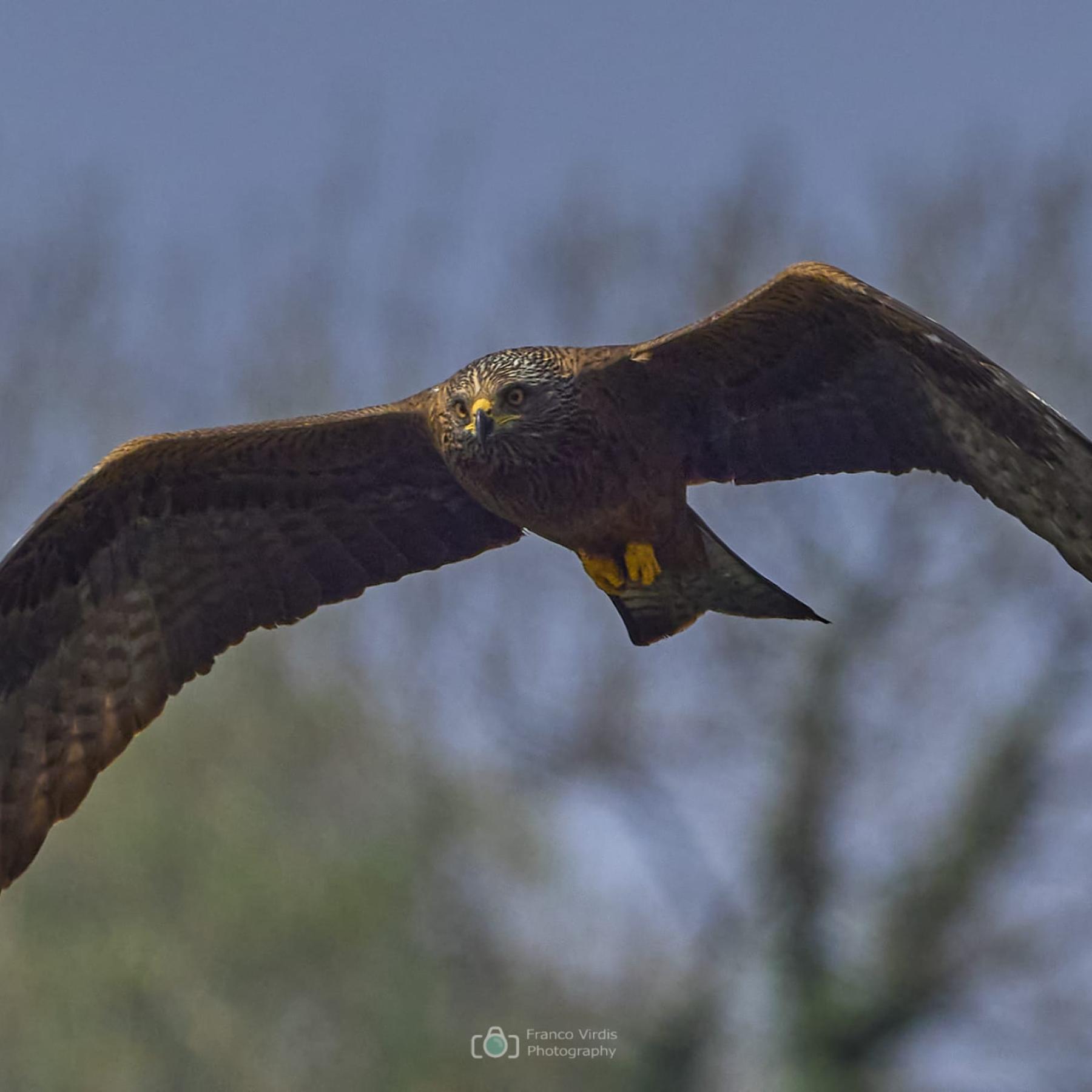 Black kite (milvus migrans)