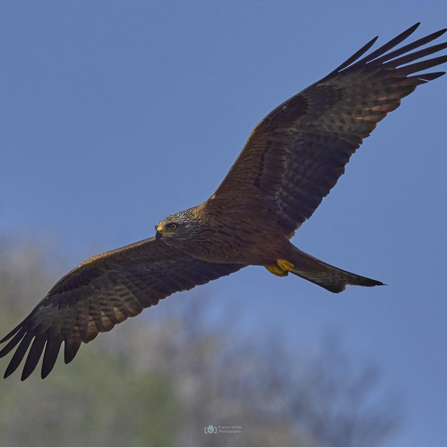 Black kite (milvus migrans)