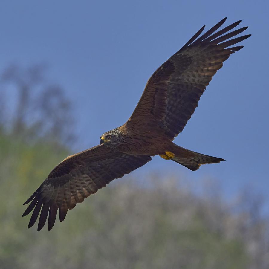 Black kite (milvus migrans)
