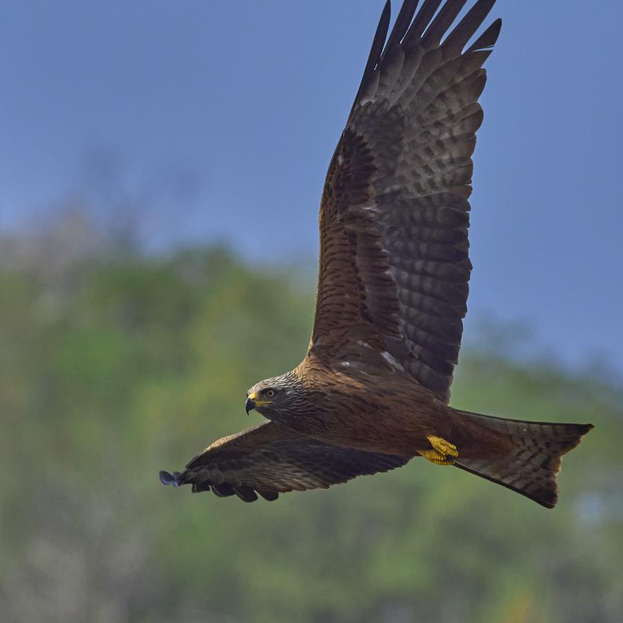 Black kite (milvus migrans)