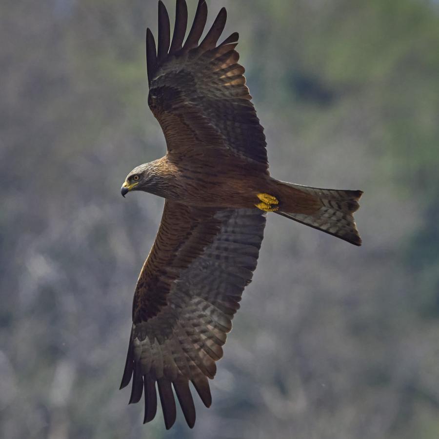 Black kite (milvus migrans)