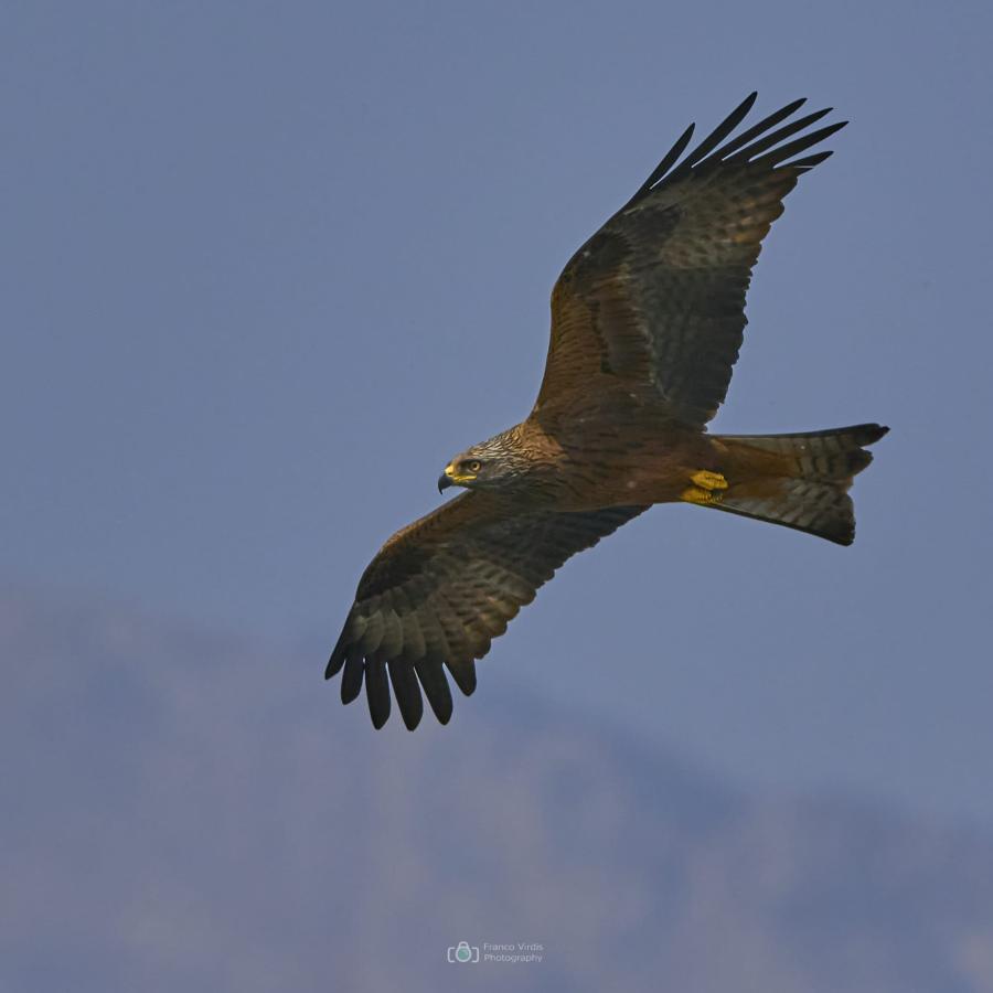 Black kite (milvus migrans)
