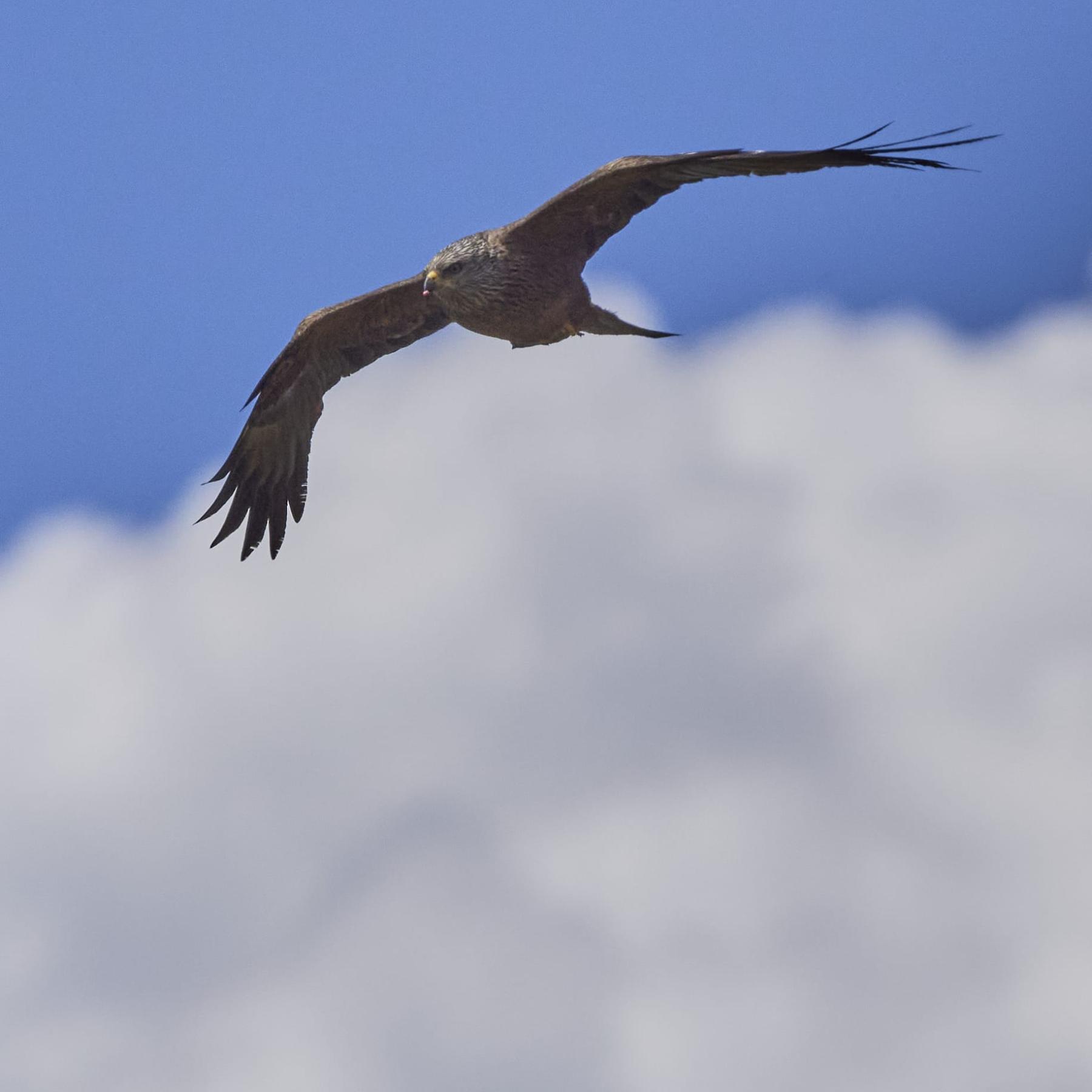 Black kite (milvus migrans)