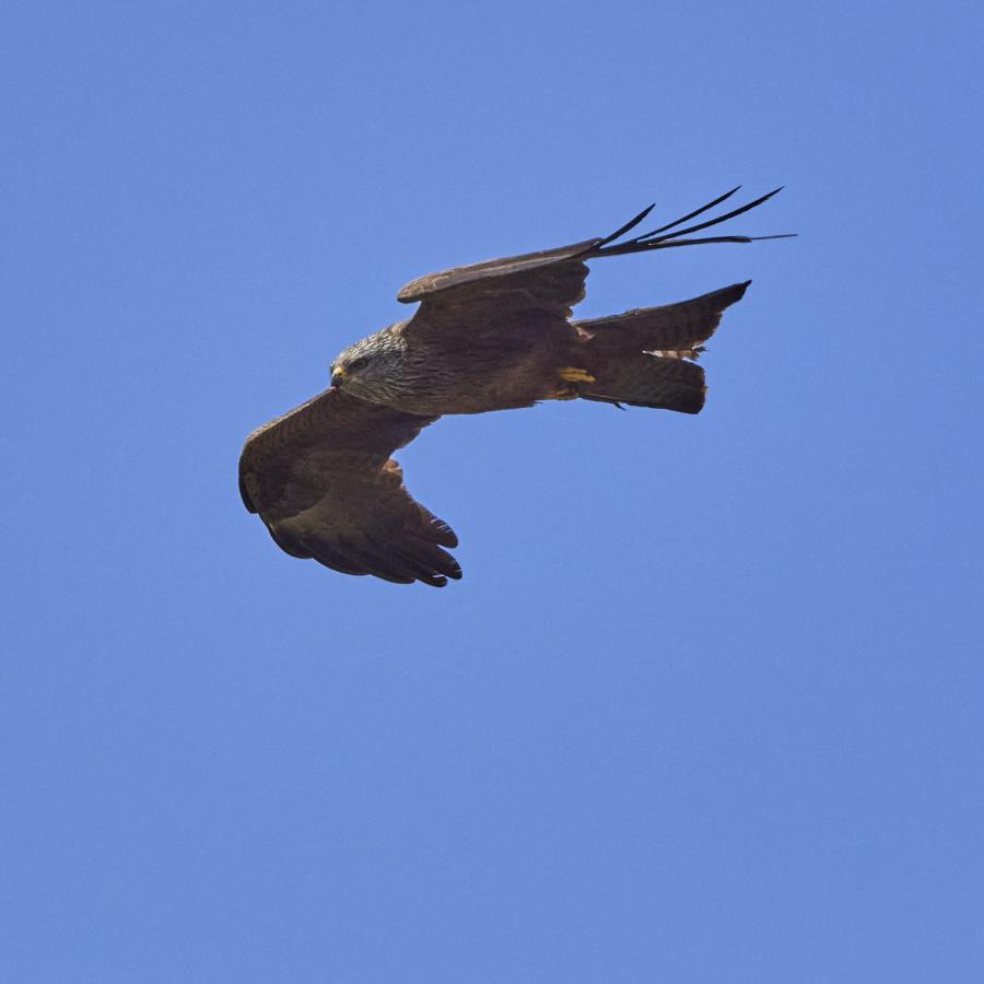 Black kite (milvus migrans)