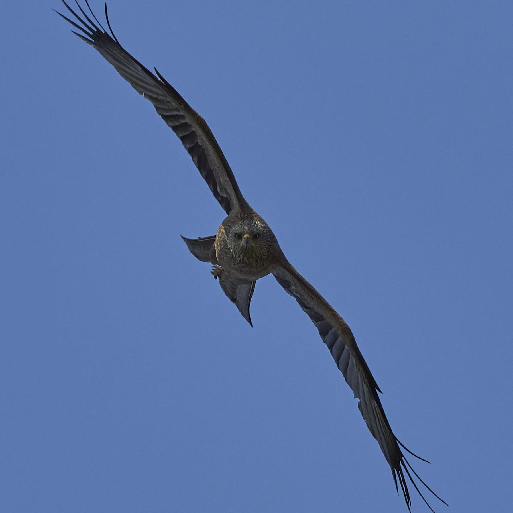 Black kite (milvus migrans)