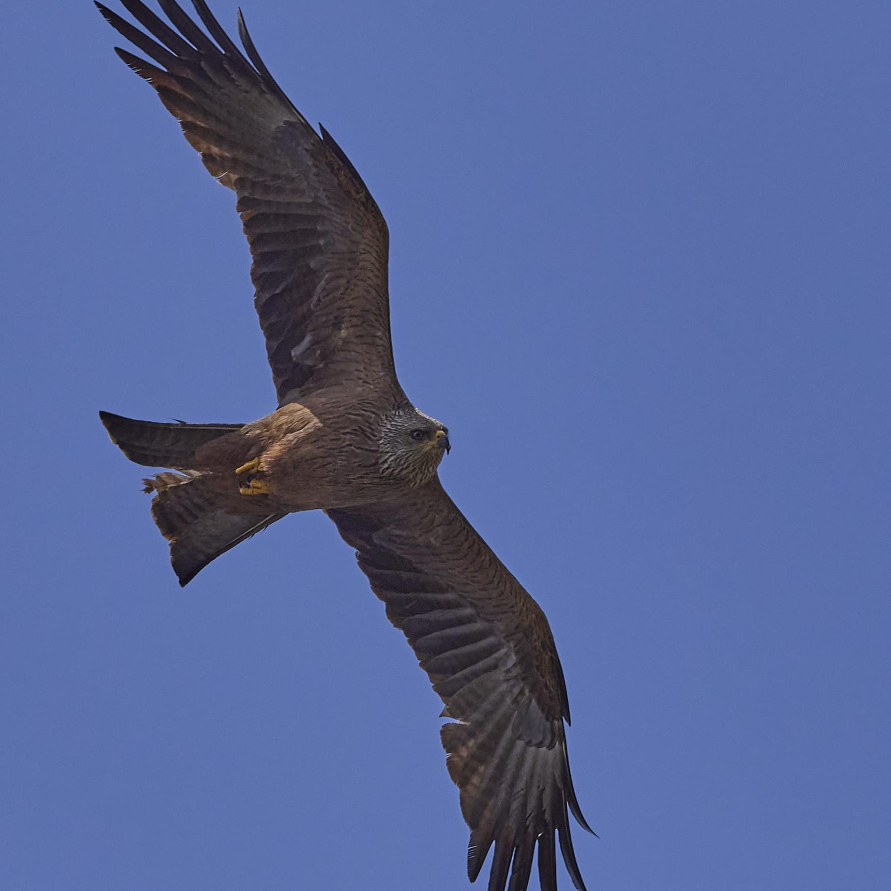 Black kite (milvus migrans)