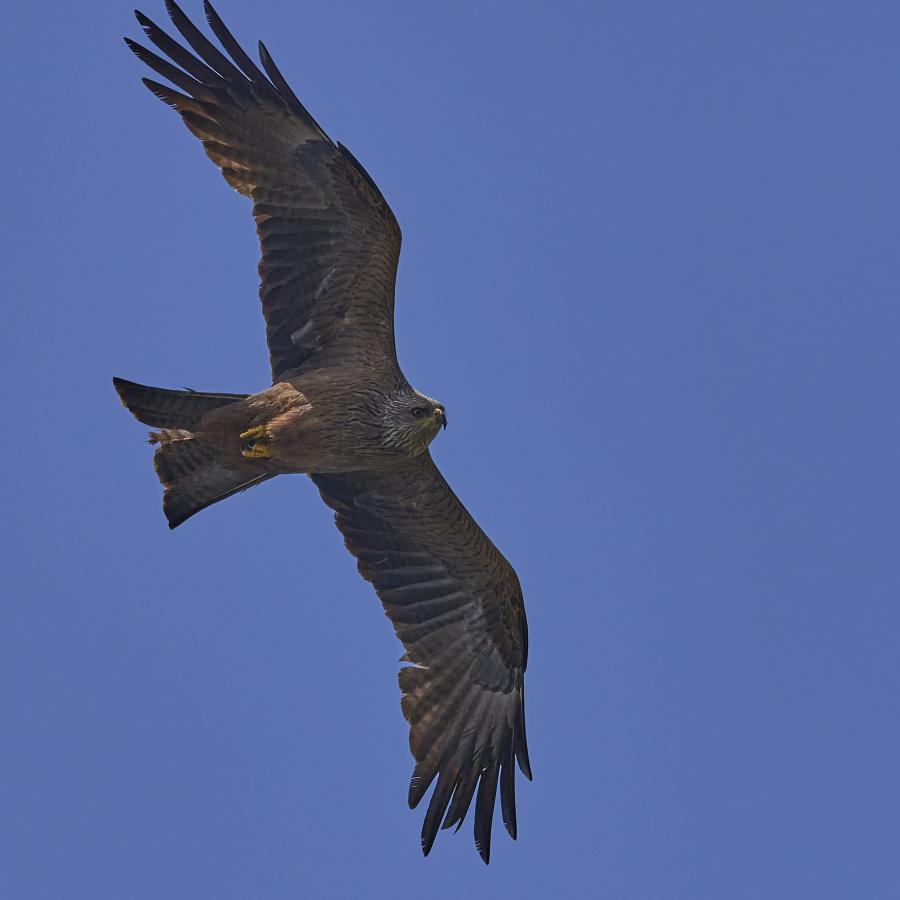 Black kite (milvus migrans)