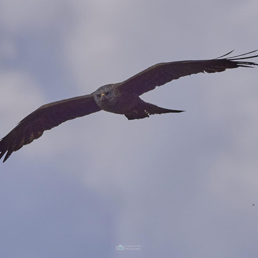Black kite (milvus migrans)