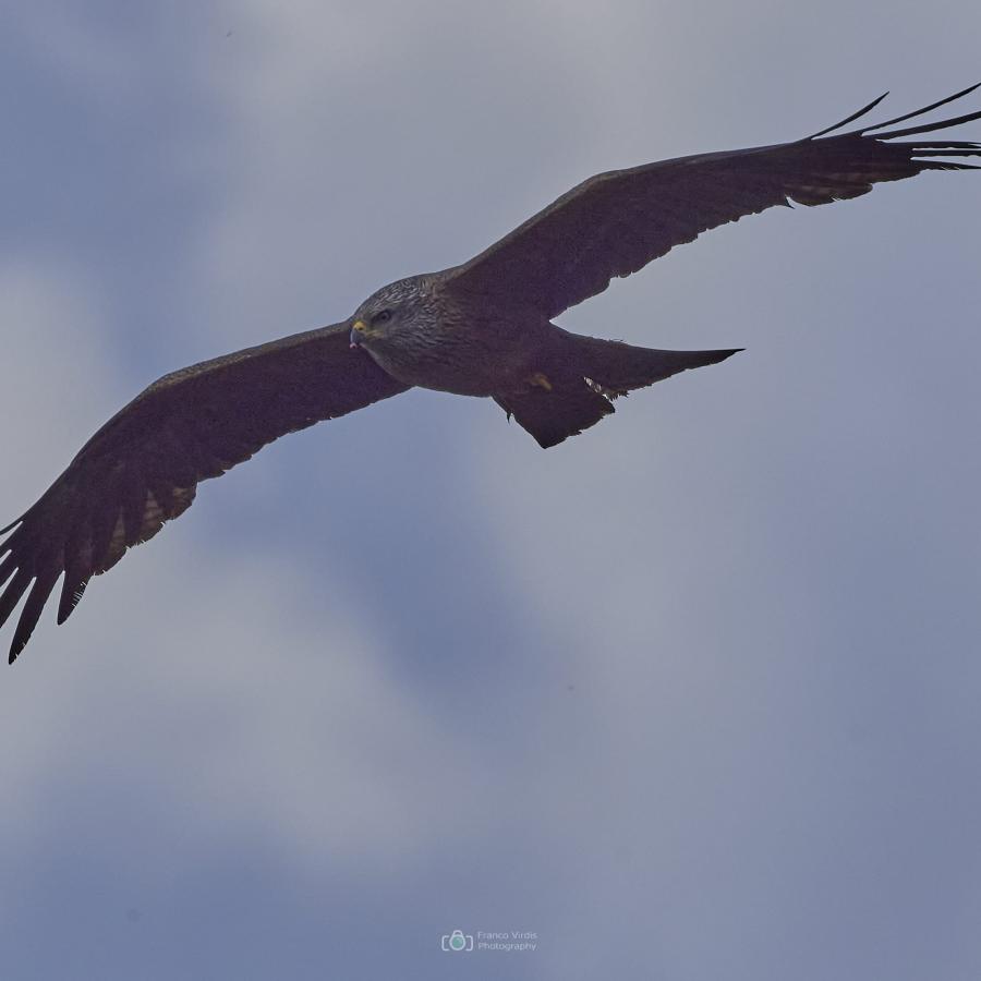Black kite (milvus migrans)