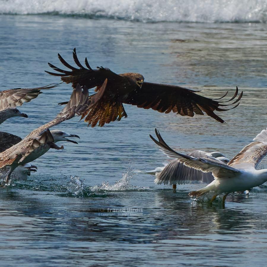 Black kite (milvus migrans)
